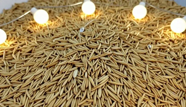 农产品收购:科学种植对品质提升的关键作用